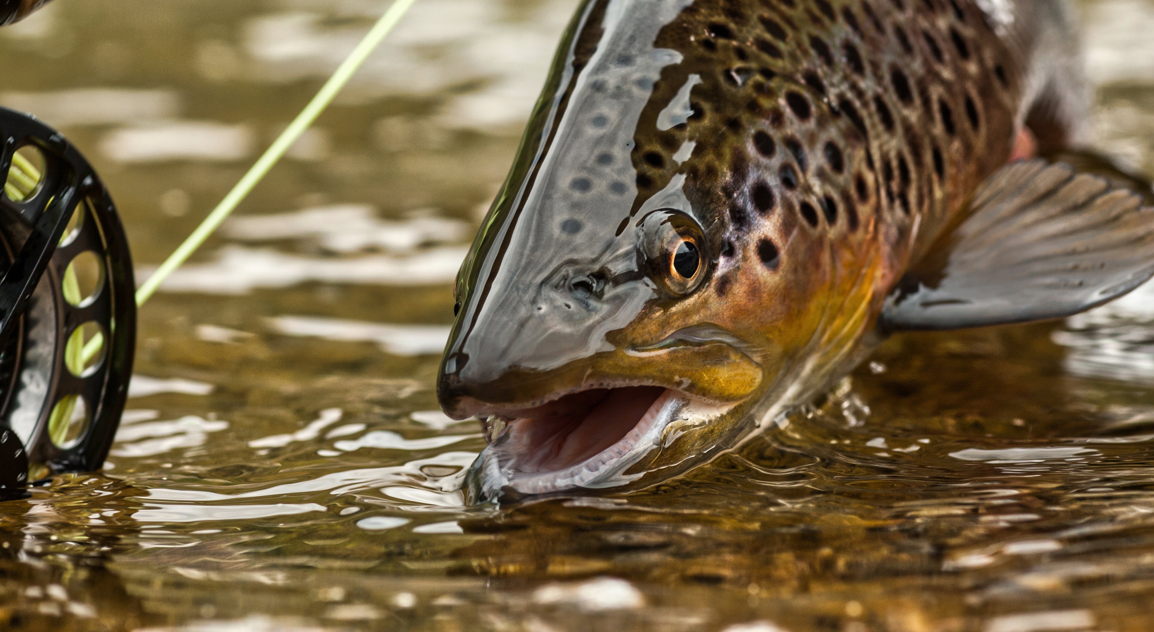 Brown Trout