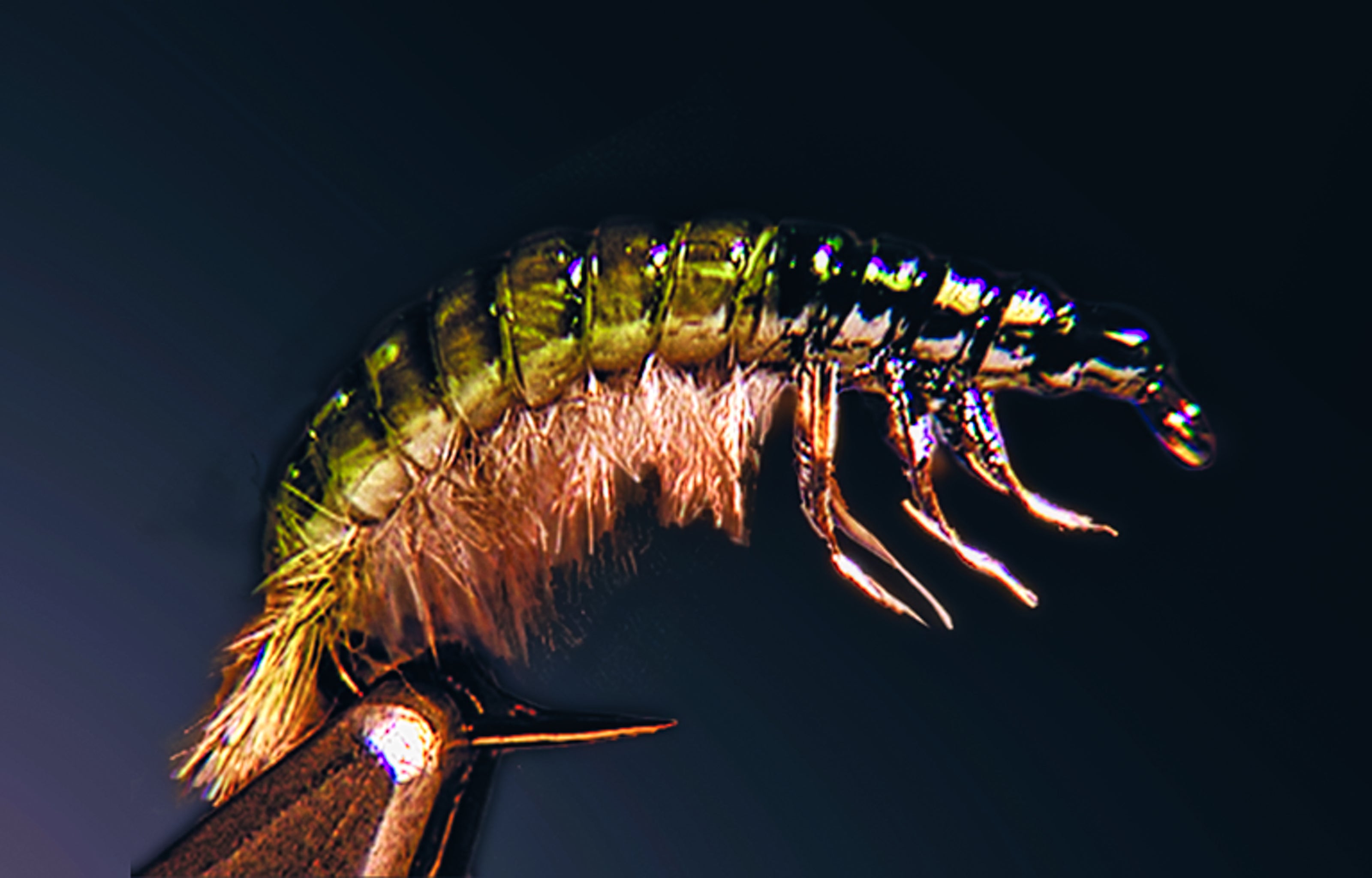 Oliver Edwards Hydropsyche Larva from Essential Skills DVDs and FlyTyers Masterclass